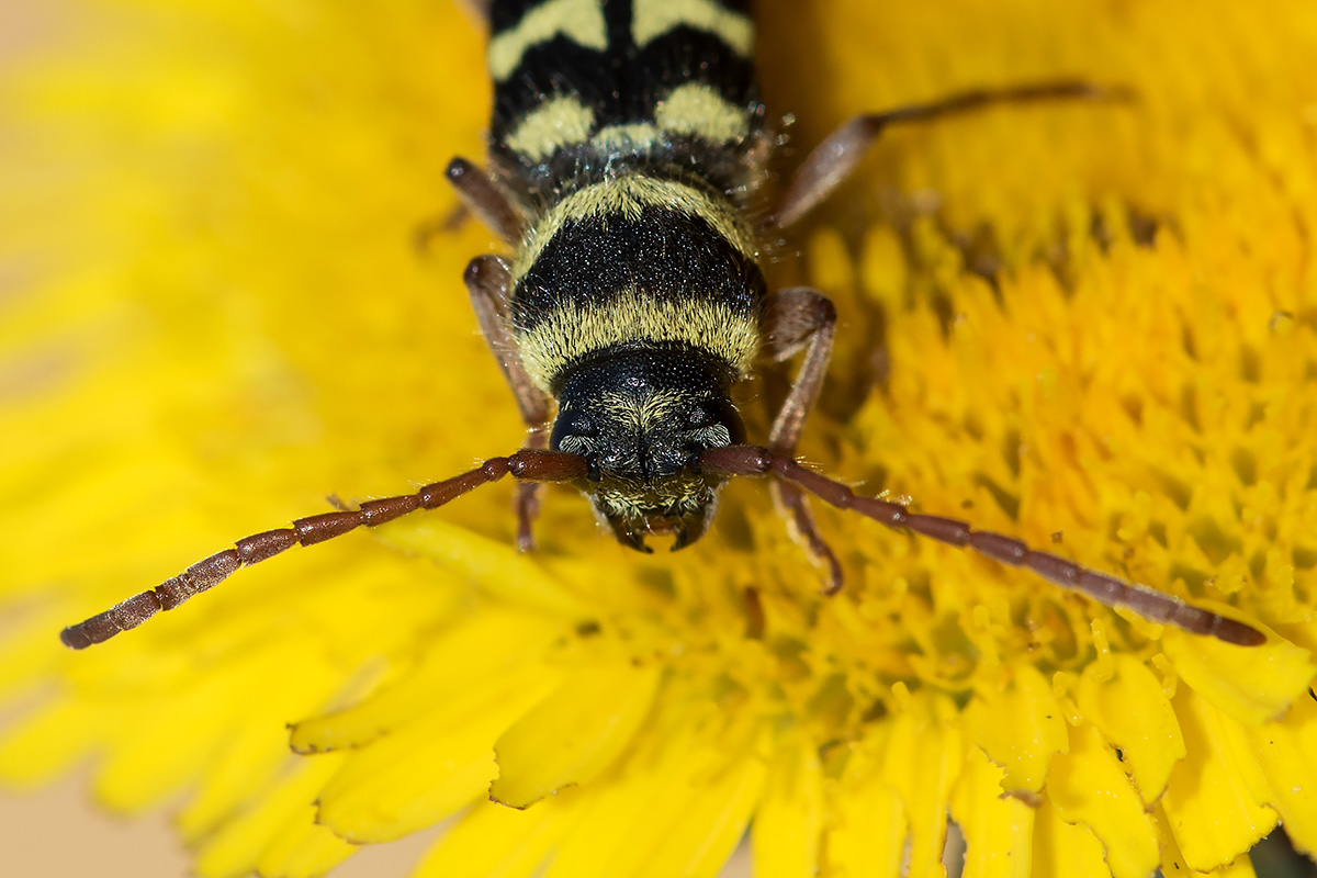 Cerambycidae: Plagionotus floralis